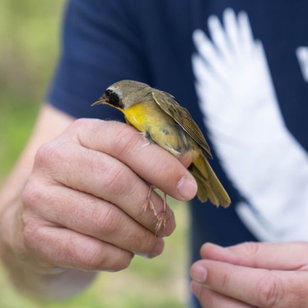 Late Spring Bird Banding promotional image