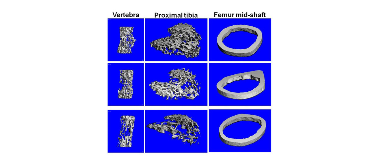 micro-ct